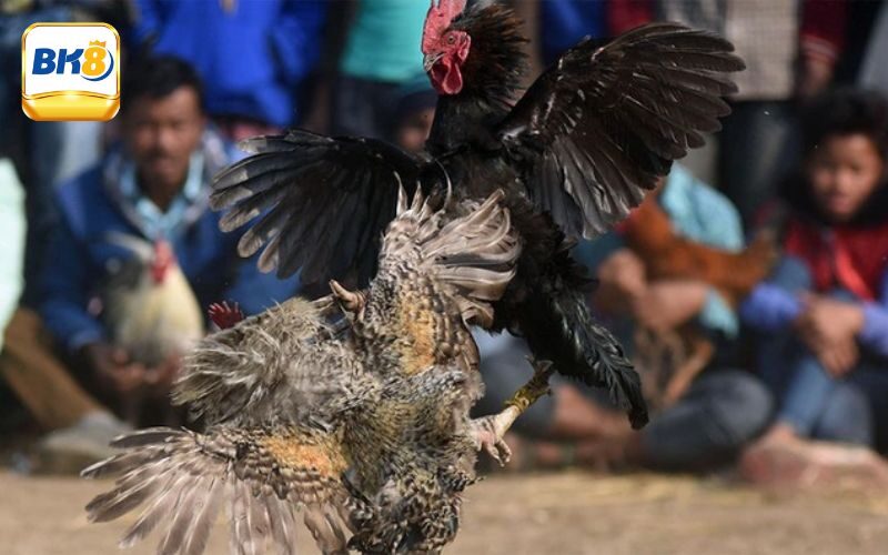 Giới thiệu chung về sảnh chơi đá gà casino