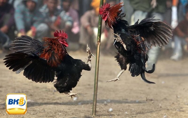 Khái niệm đá gà hôm nay